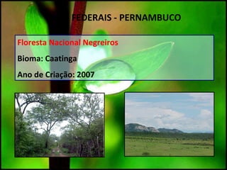 Floresta Nacional Negreiros
Bioma: Caatinga
Ano de Criação: 2007
UC`S FEDERAIS - PERNAMBUCO
 