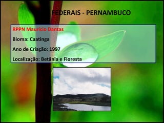 RPPN Maurício Dantas
Bioma: Caatinga
Ano de Criação: 1997
Localização: Betânia e Floresta
UC`S FEDERAIS - PERNAMBUCO
 
