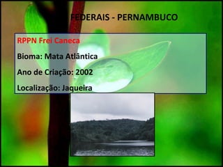 RPPN Frei Caneca
Bioma: Mata Atlântica
Ano de Criação: 2002
Localização: Jaqueira
UC`S FEDERAIS - PERNAMBUCO
 