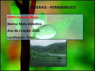 RPPN Fazenda Brejo
Bioma: Mata Atlântica
Ano de Criação: 2002
Localização: Saloá
UC`S FEDERAIS - PERNAMBUCO
 