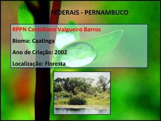 RPPN Cantidiano Valgueiro Barros
Bioma: Caatinga
Ano de Criação: 2002
Localização: Floresta
UC`S FEDERAIS - PERNAMBUCO
 