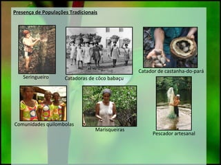 Presença de Populações TradicionaisPresença de Populações Tradicionais
Catadoras de côco babaçuSeringueiro
Catador de castanha-do-pará
Pescador artesanal
Comunidades quilombolas
Marisqueiras
 