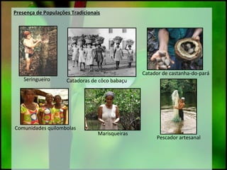 Presença de Populações TradicionaisPresença de Populações Tradicionais
Catadoras de côco babaçuSeringueiro
Catador de cast...