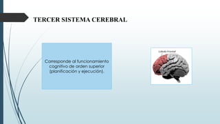 TERCER SISTEMA CEREBRAL
Corresponde al funcionamiento
cognitivo de orden superior
(planificación y ejecución).
 