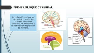 PRIMER BLOQUE CEREBRAL
La activación cortical, los
ciclos vigilia - sueño, los
patrones innatos de
conducta, las emociones y
la elaboración de procesos
de memoria.
 