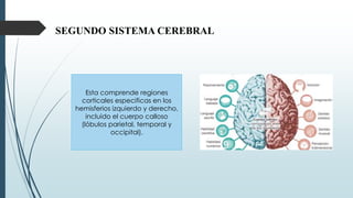 SEGUNDO SISTEMA CEREBRAL
Esta comprende regiones
corticales especificas en los
hemisferios izquierdo y derecho,
incluido el cuerpo calloso
(lóbulos parietal, temporal y
occipital).
 