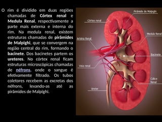 O rim é dividido em duas regiões
chamadas de Córtex renal e
Medula Renal, respectivamente a
parte mais externa e interna do
rim. Na medula renal, existem
estruturas chamadas de pirâmides
de Malpighi, que se convergem na
região central do rim, formando o
bacinete. Dos bacinetes partem os
ureteres. No córtex renal ficam
estruturas microscópicas chamadas
de néfrons, onde o sangue é
efetivamente filtrado. Os tubos
coletores recebem as excretas dos
néfrons, levando-as até as
pirâmides de Malpighi.
 