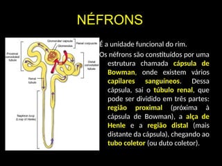 NÉFRONS
É a unidade funcional do rim.
Os néfrons são constituídos por uma
estrutura chamada cápsula de
Bowman, onde existem vários
capilares sanguíneos. Dessa
cápsula, sai o túbulo renal, que
pode ser dividido em três partes:
região proximal (próxima à
cápsula de Bowman), a alça de
Henle e a região distal (mais
distante da cápsula), chegando ao
tubo coletor (ou duto coletor).
 
