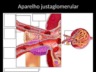 Aparelho justaglomerular
 