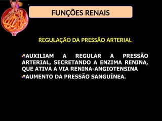 REGULAÇÃO DA PRESSÃO ARTERIAL
AUXILIAM A REGULAR A PRESSÃO
ARTERIAL, SECRETANDO A ENZIMA RENINA,
QUE ATIVA A VIA RENINA-ANGIOTENSINA
AUMENTO DA PRESSÃO SANGUÍNEA.
FUNÇÕES RENAIS
 