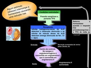 Receptores
células justaglomerulares do AJG
detectam a distensão diminuída e as
células da mácula densa do AJG
detectam entrega diminuída de Na+
, Cl-
e água.
Entrada
Centro de controle
Saída
Secreção aumentada de renina
pelas células JG.
Retorno à
homeostase
quando a resposta
traz a
pressãosanguínea e
a TFG de volta ao
normal.
No sangue o
angiotensinogênio é
convertido em angiotensina I,
que é convertida em
angiotensina II
Angiotensina II
aumentada
Algum estímulo
(stresse) interrompe a
homeostase causando
uma redução nas
Pressão sangüínea e,
portanto TFG
Condições controladas
 