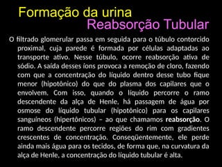 Formação da urina
O filtrado glomerular passa em seguida para o túbulo contorcido
proximal, cuja parede é formada por células adaptadas ao
transporte ativo. Nesse túbulo, ocorre reabsorção ativa de
sódio. A saída desses íons provoca a remoção de cloro, fazendo
com que a concentração do líquido dentro desse tubo fique
menor (hipotônico) do que do plasma dos capilares que o
envolvem. Com isso, quando o líquido percorre o ramo
descendente da alça de Henle, há passagem de água por
osmose do líquido tubular (hipotônico) para os capilares
sanguíneos (hipertônicos) – ao que chamamos reabsorção. O
ramo descendente percorre regiões do rim com gradientes
crescentes de concentração. Conseqüentemente, ele perde
ainda mais água para os tecidos, de forma que, na curvatura da
alça de Henle, a concentração do líquido tubular é alta.
Reabsorção Tubular
 