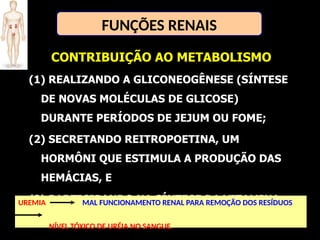 CONTRIBUIÇÃO AO METABOLISMO
(1) REALIZANDO A GLICONEOGÊNESE (SÍNTESE
DE NOVAS MOLÉCULAS DE GLICOSE)
DURANTE PERÍODOS DE JEJUM OU FOME;
(2) SECRETANDO REITROPOETINA, UM
HORMÔNI QUE ESTIMULA A PRODUÇÃO DAS
HEMÁCIAS, E
(3) PARTICIPANDO NA SÍNTESE DA VITAMINA
D.
FUNÇÕES RENAIS
UREMIA MAL FUNCIONAMENTO RENAL PARA REMOÇÃO DOS RESÍDUOS
NÍVEL TÓXICO DE URÉIA NO SANGUE.
 