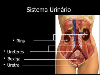 Sistema Urinário
• Rins
• Ureteres
• Uretra
• Bexiga
 