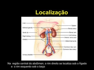Localização
Na região central do abdômen, o rim direito se localiza sob o fígado
e o rim esquerdo sob o baço
 