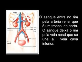 O sangue entra no rim
pela artéria renal que
é um tronco da aorta.
O sangue deixa o rim
pela veia renal que se
une a veia cava
inferior.
 