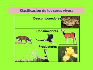 Clasificación de los seres vivos:
        Descomponedores



          Consumidores




           Productores
 