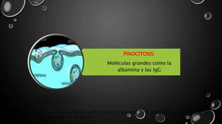 PINOCITOSIS:
Moléculas grandes como la
albúmina y las IgG
Manuel Purizaca-Benites. ( 6 de enero de 2009). LA PLACENTA Y LA BARRERA PLACENTARIA. REVISTA PERUANA
DE GINECOLOGÍA Y OBSTETRICIA, 54, 270-278.
 