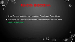 • Unico Organo productor de Hormonas Proteicas y Esteroideas
• Su función de síntesis endocrina es llevada exclusivamente en el
sincitiotrofoblasto
FUNCION ENDOCRINA
Manuel Purizaca-Benites. ( 6 de enero de 2009). LA PLACENTA Y LA BARRERA PLACENTARIA. REVISTA PERUANA
DE GINECOLOGÍA Y OBSTETRICIA, 54, 270-278.
 