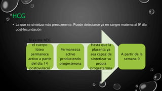 HCG
• La que se sintetiza más precozmente. Puede detectarse ya en sangre materna al 9º día
post-fecundación
Si existe hCG
el cuerpo
lúteo
permanece
activo a partir
del día 14
postovulació
n
Permanezca
activo
produciendo
progesterona
Hasta que la
placenta ya
sea capaz de
sintetizar su
propia
progesterona
A partir de la
semana 9
 