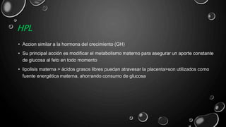 HPL
• Accion similar a la hormona del crecimiento (GH)
• Su principal acción es modificar el metabolismo materno para asegurar un aporte constante
de glucosa al feto en todo momento
• lipolisis materna > ácidos grasos libres puedan atravesar la placenta>son utilizados como
fuente energética materna, ahorrando consumo de glucosa
 