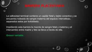 BARRERA PLACENTARIA
La vellosidad terminal contiene un capilar fetal y tejido conectivo y se
encuentra rodeada de sangre materna del espacio intervelloso,
separados estos por trofoblasto.
Impidiendo esta barrera la mezcla de sangre fetal y materna y el
intercambio entre madre y feto se lleva a través de ella.
Grosor variable.
Manuel Purizaca-Benites. ( 6 de enero de 2009). LA PLACENTA Y LA BARRERA PLACENTARIA. REVISTA PERUANA
DE GINECOLOGÍA Y OBSTETRICIA, 54, 270-278.
 