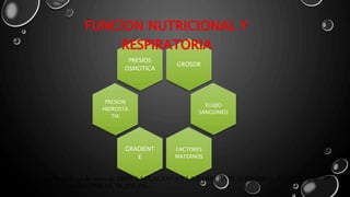 GROSOR
PRESIOS
OSMOTICA
PRESION
HIDROSTA
TIA
FLUJJO
SANGUINEO
FACTORES
MATERNOS
GRADIENT
E
FUNCION NUTRICIONAL Y
RESPIRATORIA
Manuel Purizaca-Benites. ( 6 de enero de 2009). LA PLACENTA Y LA BARRERA PLACENTARIA. REVISTA PERUANA
DE GINECOLOGÍA Y OBSTETRICIA, 54, 270-278.
 