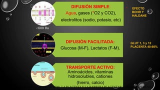 DIFUSIÓN SIMPLE:
Agua, gases (*O2 y CO2),
electrolitos (sodio, potasio, etc)
DIFUSIÓN FACILITADA:
Glucosa (M-F), Lactatos (F-M).
TRANSPORTE ACTIVO:
Aminoácidos, vitaminas
hidrosolubles, cationes
(hierro, calcio)
<600 Da
* EFECTO
BOHR Y
HALDANE
GLUT 1, 3 y 12
PLACENTA 40-60%
Manuel Purizaca-Benites. ( 6 de enero de 2009). LA PLACENTA Y LA BARRERA PLACENTARIA. REVISTA PERUANA
 