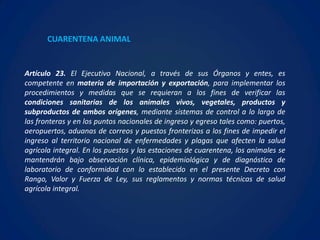 CUARENTENA ANIMAL


Artículo 23. El Ejecutivo Nacional, a través de sus Órganos y entes, es
competente en materia de importación y exportación, para implementar los
procedimientos y medidas que se requieran a los fines de verificar las
condiciones sanitarias de los animales vivos, vegetales, productos y
subproductos de ambos orígenes, mediante sistemas de control a lo largo de
las fronteras y en los puntos nacionales de ingreso y egreso tales como: puertos,
aeropuertos, aduanas de correos y puestos fronterizos a los fines de impedir el
ingreso al territorio nacional de enfermedades y plagas que afecten la salud
agrícola integral. En los puestos y las estaciones de cuarentena, los animales se
mantendrán bajo observación clínica, epidemiológica y de diagnóstico de
laboratorio de conformidad con lo establecido en el presente Decreto con
Rango, Valor y Fuerza de Ley, sus reglamentos y normas técnicas de salud
agrícola integral.
 