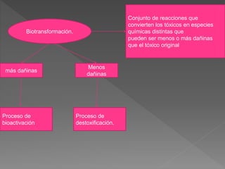 Biotransformación.
Conjunto de reacciones que
convierten los tóxicos en especies
químicas distintas que
pueden ser menos o más dañinas
que el tóxico original
Menos
dañinas
más dañinas
Proceso de
bioactivación
Proceso de
destoxificación.
 