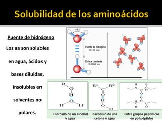Los aa son solubles
en agua, ácidos y
bases diluidas,
insolubles en
solventes no
polares.
Puente de hidrógeno
Hidroxilo de un alcohol
y agua
Carboxilo de una
cetona y agua
Entre grupos peptídicos
en polipéptidos
 