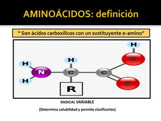 “ Son ácidos carboxílicos con un sustituyente α-amino”
RADICAL VARIABLE
(Determina solubilidad y permite clasificarlos)
 