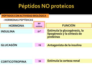 PÉPTIDOS CON ACTIVIDAD BIOLÓGICA
› HORMONAS PEPTÍDICAS
GLUCAGÓN Antagonista de la insulina29
CORTICOTROPINA Estimula la corteza renal39
INSULINA Estimula la glucogénesis, la
lipogénesis y la síntesis de
proteínas
51*
HORMONA
Nº
residuos FUNCIÓN
 
