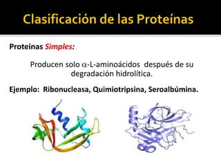 Proteinas Simples:
Producen solo -L-aminoácidos después de su
degradación hidrolítica.
Ejemplo: Ribonucleasa, Quimiotripsina, Seroalbúmina.
 
