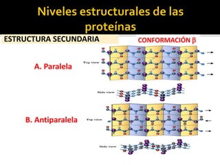 ESTRUCTURA SECUNDARIA CONFORMACIÓN 
A. Paralela
B. Antiparalela
 