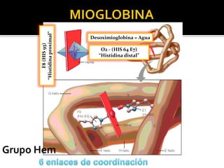F8(HIS93)
“Histidinaproximal”
Desoximioglobina = Agua
O2 - (HIS 64 E7)
“Histidina distal”
 
