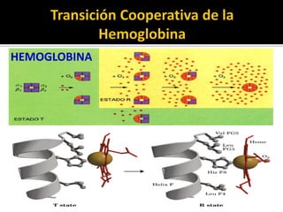 HEMOGLOBINA
 