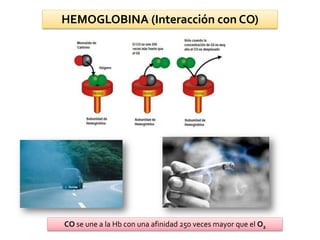 CO se une a la Hb con una afinidad 250 veces mayor que el O2
HEMOGLOBINA (Interacción con CO)
 