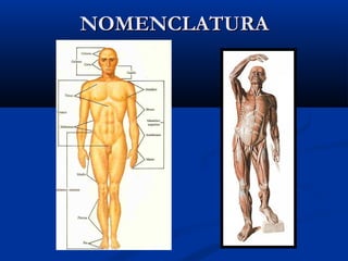 NOMENCLATURANOMENCLATURA
 