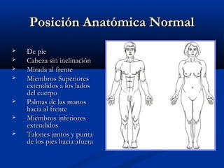 Posición Anatómica NormalPosición Anatómica Normal
 De pieDe pie
 Cabeza sin inclinaciónCabeza sin inclinación
 Mirada al frenteMirada al frente
 Miembros SuperioresMiembros Superiores
extendidos a los ladosextendidos a los lados
del cuerpodel cuerpo
 Palmas de las manosPalmas de las manos
hacia al frentehacia al frente
 Miembros inferioresMiembros inferiores
extendidosextendidos
 Talones juntos y puntaTalones juntos y punta
de los pies hacia afuerade los pies hacia afuera
 
