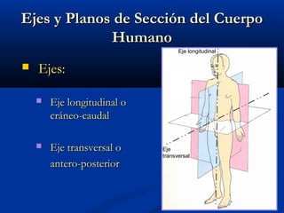 Ejes y Planos de Sección del CuerpoEjes y Planos de Sección del Cuerpo
HumanoHumano
 Ejes:Ejes:
 Eje longitudinal oEje longitudinal o
cráneo-caudalcráneo-caudal
 Eje transversal oEje transversal o
antero-posteriorantero-posterior
Eje longitudinal
Eje
transversal
 
