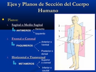 Ejes y Planos de Sección del CuerpoEjes y Planos de Sección del Cuerpo
HumanoHumano
 Planos:Planos:
1.1. Sagital o Medio SagitalSagital o Medio Sagital
2.2. Frontal o CoronalFrontal o Coronal
3.3. Horizontal o TransversalHorizontal o Transversal
2
1
3
ANTIMEROSANTIMEROS
PAQUIMEROSPAQUIMEROS
METAMEROSMETAMEROS
Derecho
Izquierdo
Anterior o
Ventral
Posterior o
dorsal
Superior
o craneal
Inferior o
caudal
 