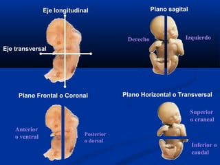 Derecho Izquierdo
Plano sagital
Superior
o craneal
Inferior o
caudal
Anterior
o ventral Posterior
o dorsal
Plano Frontal o Coronal Plano Horizontal o Transversal
Eje longitudinal
Eje transversal
 