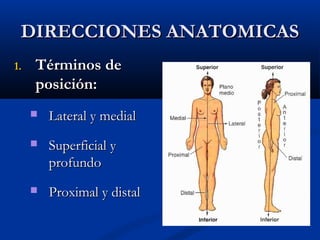 DIRECCIONES ANATOMICASDIRECCIONES ANATOMICAS
1.1. Términos deTérminos de
posición:posición:
 Lateral y medialLateral y medial
 Superficial ySuperficial y
profundoprofundo
 Proximal y distalProximal y distal
 