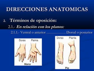 DIRECCIONES ANATOMICASDIRECCIONES ANATOMICAS
2.2. Términos de oposición:Términos de oposición:
2.1.-2.1.- En relación con los planos:En relación con los planos:
2.1.1.- Ventral o anterior ……………. Dorsal o posterior2.1.1.- Ventral o anterior ……………. Dorsal o posterior
 