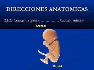 CranealCraneal
CaudalCaudal
2.1.2.- Craneal o superior …………… Caudal o inferior2.1.2.- Craneal o superior …………… Caudal o inferior
DIRECCIONES ANATOMICASDIRECCIONES ANATOMICAS
 