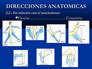 DIRECCIONES ANATOMICASDIRECCIONES ANATOMICAS
2.2.- En relación con el movimiento:2.2.- En relación con el movimiento:
Flexión …………………….. ExtensiónFlexión …………………….. Extensión
 
