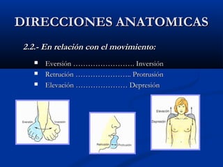 DIRECCIONES ANATOMICASDIRECCIONES ANATOMICAS
2.2.- En relación con el movimiento:2.2.- En relación con el movimiento:
 Eversión ……………………. InversiónEversión ……………………. Inversión
 Retrución ………………….. ProtrusiónRetrución ………………….. Protrusión
 Elevación ………………… DepresiónElevación ………………… Depresión
 