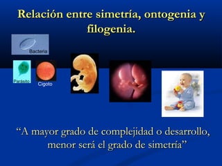 Relación entre simetría, ontogenia yRelación entre simetría, ontogenia y
filogenia.filogenia.
““A mayor grado de complejidad o desarrollo,A mayor grado de complejidad o desarrollo,
menor será el grado de simetría”menor será el grado de simetría”
Bacteria
Parásito
Cigoto
 