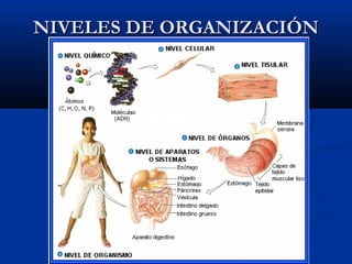 NIVELES DE ORGANIZACIÓNNIVELES DE ORGANIZACIÓN
 